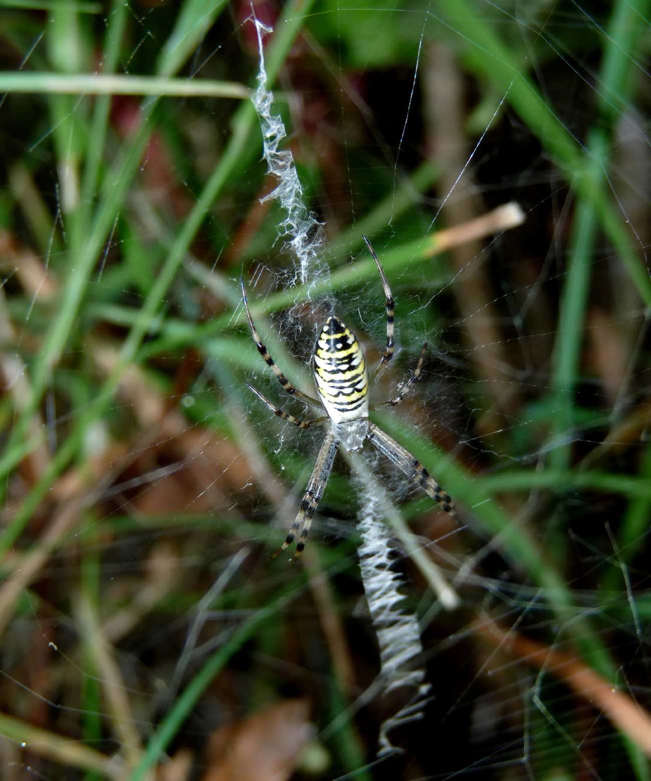 Stadi diversi di sviluppo di Argiope bruennichi